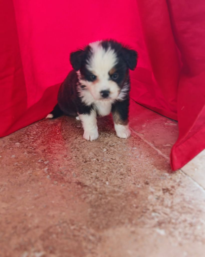 du Royaume de Nohee - Chiots disponibles - Berger Américain Miniature 